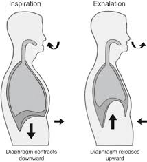 This includes ensuring that you breathe with your diaphragm (rather. Scaffolds For Reconstruction Of The Diaphragm Sciencedirect