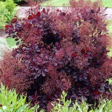 Image result for Cotinus coggygria