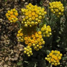 Image result for Helichrysum nitens