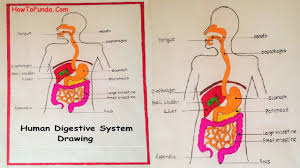 Human Digestive System Drawing Easy Diy School Project Howtofunda School Diy Human Digestive System School Projects