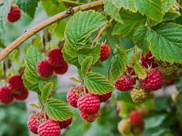Itsaul plants has introduced over 50 new plants to the industry and has many promising new introductions in the pipeline. Itsaul Raspberry Bush Just Fruits And Exotics