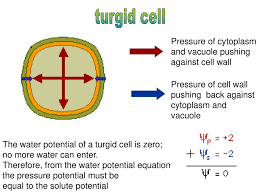 We did not find results for: From An Area Of Higher Water Conc To An Area Of Lower Water Conc Ppt Download