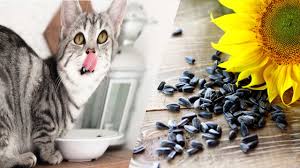 Remember, cherries are considered foreign foods among felines. Do Cat Cats Eat Sunflower Seeds Has It Any Benefits For Cats