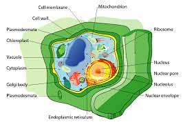 We did not find results for: Inside A Plant Cell Ccber