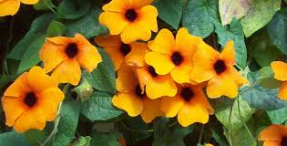 Image result for Thunbergia