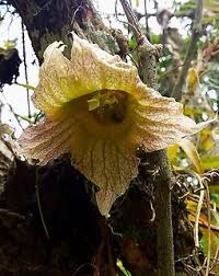 Image result for Brillantaisia madagascariensis