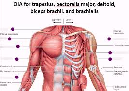 In fact, when you work your chest, your shoulders and arms are also involved, allowing you to exercise more of your body at once. Anterior Muscles Of The Chest Shoulder And Arm Diagram Quizlet