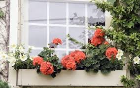 Easy to maintain window box idea. Flower Box Arrangements Summer Window And Balcony Decor Ideas
