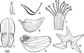 Image result for Dichilus lebeckioides
