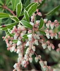 Image result for Pieris japonský little heath obrázek
