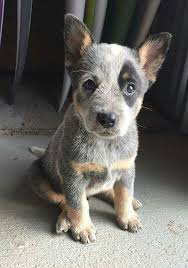 Black Australian Cattle Dog Blue Heeler Black Eye Why Did You Do This To Me Dogs Baby Dogs Dogs Puppies