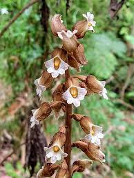 Image result for Gastrodia ballii