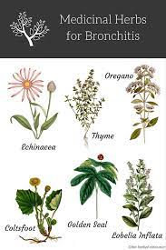 Medicinal Herbs Uses For Bronchitis Treatment And Relief Medical Herbs Medicinal Herbs Bronchitis Treatment