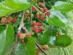 You may have noticed that some blackberries taste bitter, while other summer berries like raspberries or blueberries don't. 10 Wild Edible Plants In Arkansas Only In Arkansas