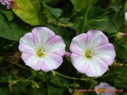 Here is a list of flower names along with their symbolic meanings. British Wild Flowers Wild Flowers Flower Names