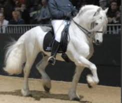 L Histoire De Nero Un Frison Gris Chevaux Andalous Facebook Téléchargez cette image gratuite à propos de cheval frison ensemble de la vaste bibliothèque d'images et de vidéos du domaine public de pixabay. l histoire de nero un frison gris