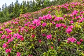 Almrausch Weinmeisterboden 13 06 2018 Styria Flower Almrausch Alm Natur Landschaft