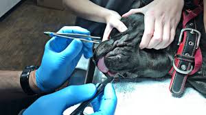 Common home treatments you might come across include apple cider vinegar, tying off the skin tag with floss, or just nipping it off with scissors. How To Remove Skin Tags From Your Dog Youtube