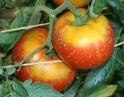 Tomatoes Sunburn International Produce Training