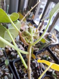 Image result for Cibirhiza