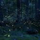 Nature's Fireworks! A Firefly Evening Program