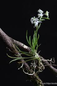 Image result for Orthochilus ruwenzoriensis