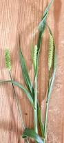 Image result for Setaria viridis