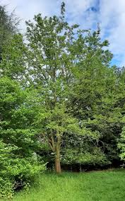 Image result for Morus