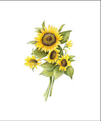 Pin By J Sturch On M O O D Watercolor Sunflower Sunflower Illustration Sunflower Drawing