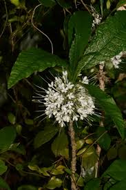 Image result for Pavetta decumbens