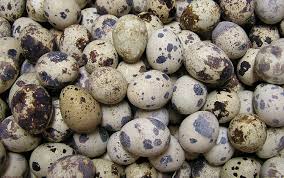 health benefits of quail eggs