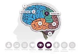 Check spelling or type a new query. Dementia Brain Tour Alzheimer S Research Uk