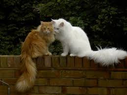 They may play for a bit but seem to lose interest a lot quicker. Maine Coon Vs Norwegian Forest Cat Petskb