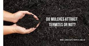If termites digest the mulch, and carry the wood to the colony, the food is contaminated and will impact the health of. Does Cypress Mulch Attracts Termites Or Not