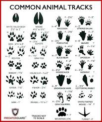 how to identify signs of wild animals inspecting tracks