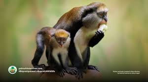 Image result for Monosis conferta