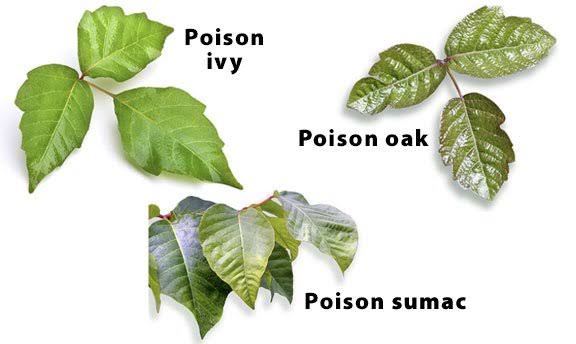 Poisonous Plants Warning Guide