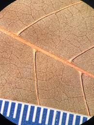 Image result for Landolphia ligustrifolia