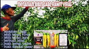 Bibit bisa kita peroleh dari toko pertanian. Menanam Cabe Berbuah Lebat Di Gunung Sindoro Youtube