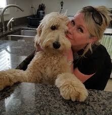 The second generation goldendoodles also have pretty similar qualities to the f1 doodles. About Carriage House Goldendoodles Learn About Our English Teddy Bear Goldendoodles