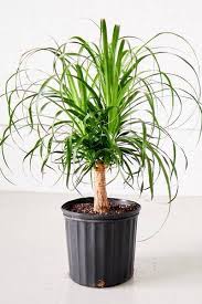 Check spelling or type a new query. Ponytail Palm Outdoor Plants Plantshop Me