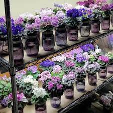 In other words, they're the perfect plant for busy (or forgetful) folks. African Violets Source Violet Source