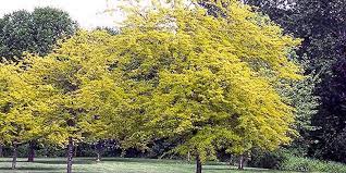 Wislizeni) can be found growing in texas, colorado, arizona, and northeastern mexico. Honey Locust Flowering Time Description Seasonal Development And General Distribution In Arizona