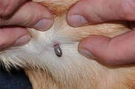 kak vyvesti bloh u koshki v domashnih usloviyah