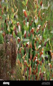 Image result for Restionaceae