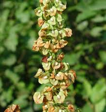Image result for Rumex crispus