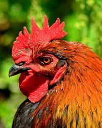 Fine Art Farm Animal Photography Red By Karenwebbphotography Farm Animal Photography Animal Photography Farm Animals