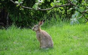 La fatigue chronique liée à la maladie du foie pourrait être causée par des modifications de la chimie du cerveau et des. Un Chasseur Hospitalise Apres Des Cas De Maladie Infectieuse Du Lievre Charente Libre Fr