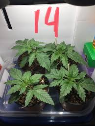 Growdiaries is a marijuana grow journal community. Pin On Growing Autoflowers
