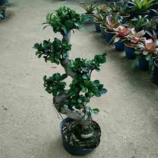 We did not find results for: Az Pokok Bonsai Ficus S Shopee Malaysia